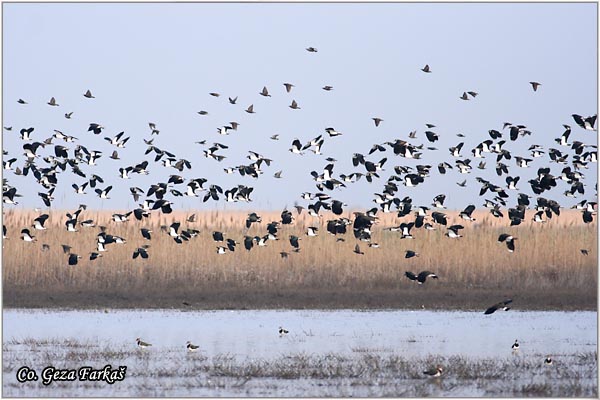 235_lapwing.jpg - Lapwing, Vanellus vanellus ,Vivak,  Mesto - Location: Koviljski rit, Serbia