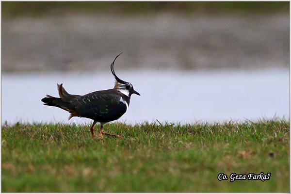 237_lapwing.jpg - Lapwing, Vanellus vanellus ,Vivak,  Mesto - Location: Koviljski rit, Serbia