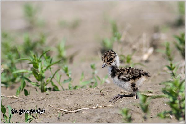 238_lapwing.jpg - Lapwing, Vanellus vanellus ,Vivak,  Mesto - Location: Palic lake, Serbia