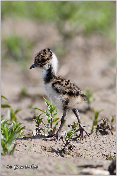 239_lapwing.jpg - Lapwing, Vanellus vanellus ,Vivak,  Mesto - Location: Palic lake, Serbia