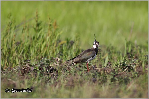 240_lapwing.jpg - Lapwing, Vanellus vanellus ,Vivak,  Mesto - Location: Koviljski rit, Serbia