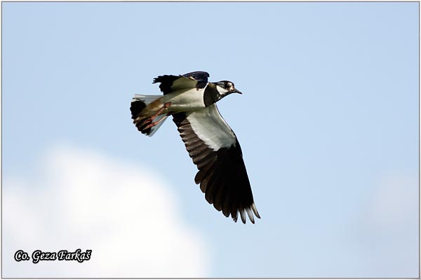 241_lapwing.jpg - Lapwing, Vanellus vanellus ,Vivak,  Mesto - Location: Koviljski rit, Serbia