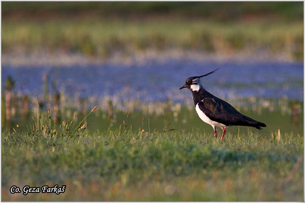 242_lapwing.jpg - Lapwing, Vanellus vanellus ,Vivak,  Mesto - Location: Koviljski rit, Serbia