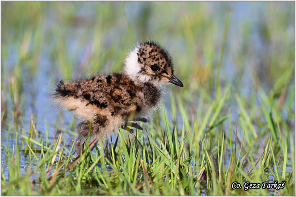 243_lapwing.jpg - Lapwing, Vanellus vanellus ,Vivak,  Mesto - Location: Koviljski rit, Serbia