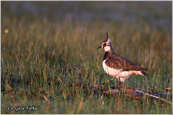 245_lapwing.jpg - Lapwing, Vanellus vanellus ,Vivak,  Mesto - Location: Koviljski rit, Serbia