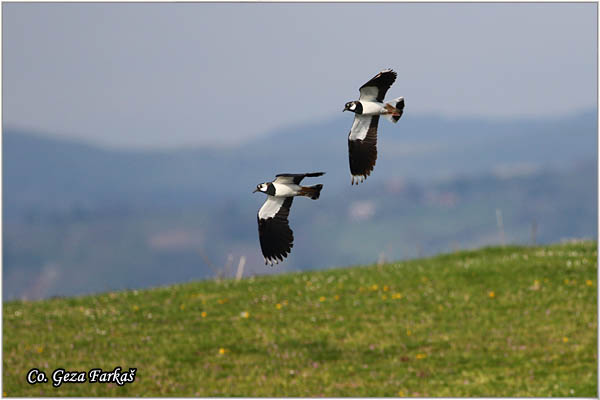 246_lapwing.jpg - Lapwing, Vanellus vanellus ,Vivak,  Mesto - Location: Koviljski rit, Serbia