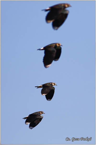 247_lapwing.jpg - Lapwing, Vanellus vanellus ,Vivak,  Mesto - Location: Becej, Serbia