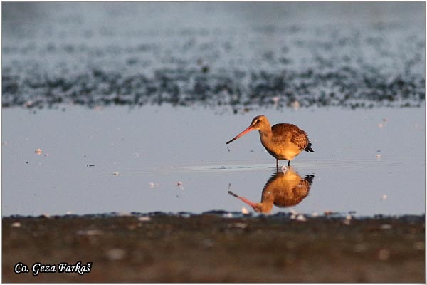 300_black-tailed_godwit.jpg - Black-tailed Godwit, limosa limosa,Muljaca Mesto - Location: Koviljski rit, Serbia