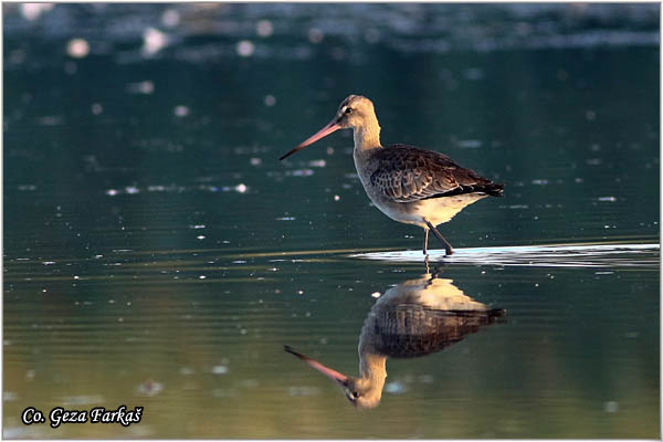 301_black-tailed_godwit.jpg - Black-tailed Godwit, limosa limosa,Muljaca Mesto - Location: Koviljski rit, Serbia