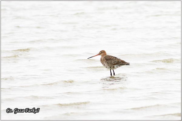 302_black-tailed_godwit.jpg - Black-tailed Godwit, limosa limosa,Muljaca Mesto - Location: Rusanda, Serbia