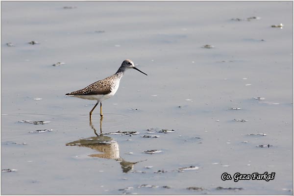 350_marsh_sandpiper.jpg - Marsh Sandpiper, Tringa stagnatilis, Dugonogi sprudnik, Mesto - Location: Rusanda, Serbia