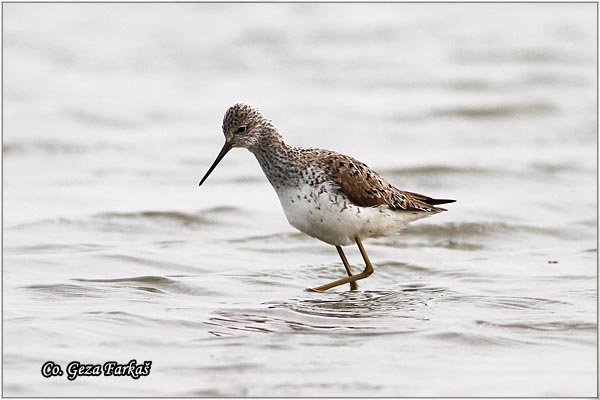 351_marsh_sandpiper.jpg - Marsh Sandpiper, Tringa stagnatilis, Dugonogi sprudnik, Mesto - Location: Slano kopovo, Serbia