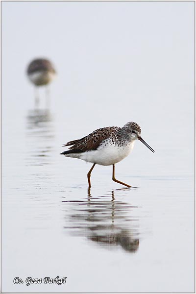 352_marsh_sandpiper.jpg - Marsh Sandpiper, Tringa stagnatilis, Dugonogi sprudnik, Mesto - Location: Slano kopovo, Serbia