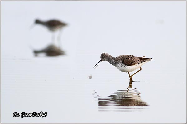 353_marsh_sandpiper.jpg - Marsh Sandpiper, Tringa stagnatilis, Dugonogi sprudnik, Mesto - Location: Slano kopovo, Serbia