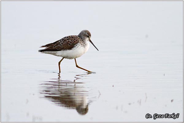 354_marsh_sandpiper.jpg - Marsh Sandpiper, Tringa stagnatilis, Dugonogi sprudnik, Mesto - Location: Slano kopovo, Serbia