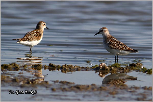 371_little_stint.jpg - Little Stint, Calidris minuta,  Mala sprutka, Mesto - Location: Rusanda, Serbia