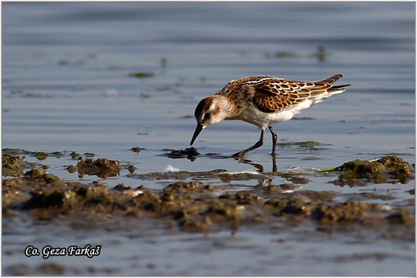 372_little_stint.jpg - Little Stint, Calidris minuta,  Mala sprutka, Mesto - Location: Rusanda, Serbia