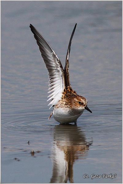 373_little_stint.jpg - Little Stint, Calidris minuta,  Mala sprutka, Mesto - Location: Slano kopovo, Serbia