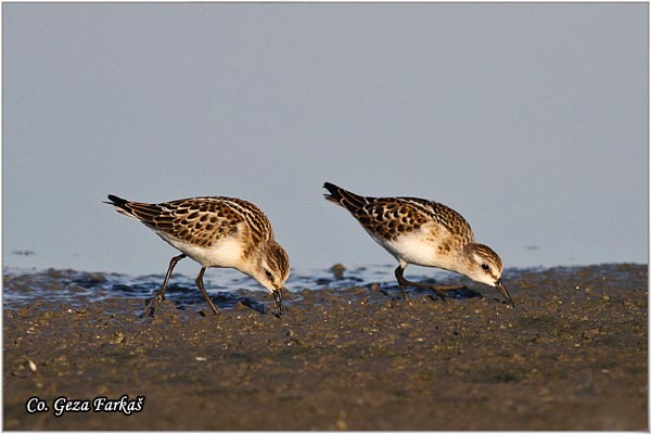 374_little_stint.jpg - Little Stint, Calidris minuta,  Mala sprutka, Mesto - Location: Rusanda, Serbia