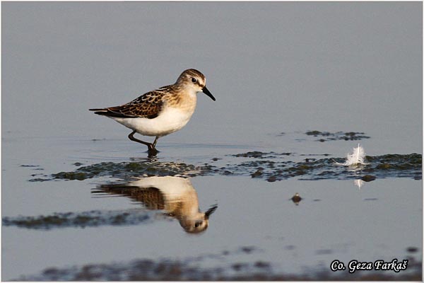 375_little_stint.jpg - Little Stint, Calidris minuta,  Mala sprutka, Mesto - Location: Rusanda, Serbia