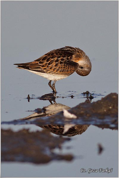 376_little_stint.jpg - Little Stint, Calidris minuta,  Mala sprutka, Mesto - Location: Rusanda, Serbia