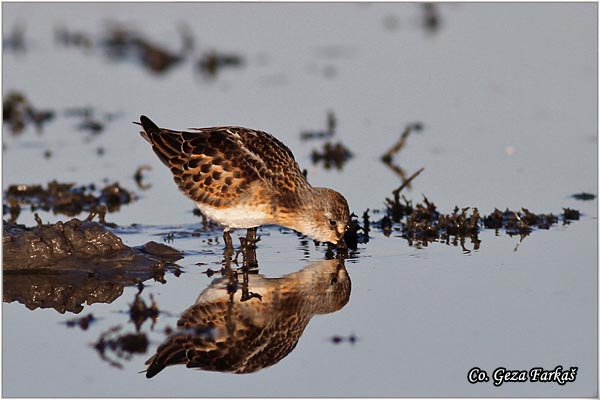 377_little_stint.jpg - Little Stint, Calidris minuta,  Mala sprutka, Mesto - Location: Rusanda, Serbia