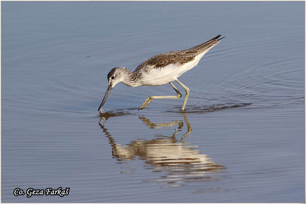 392_common_greenshank.jpg - Common Greenshank, Tringa nebularia,  Krivokljuni sprudnik, Mesto - Location: Gran Canaria, Spain