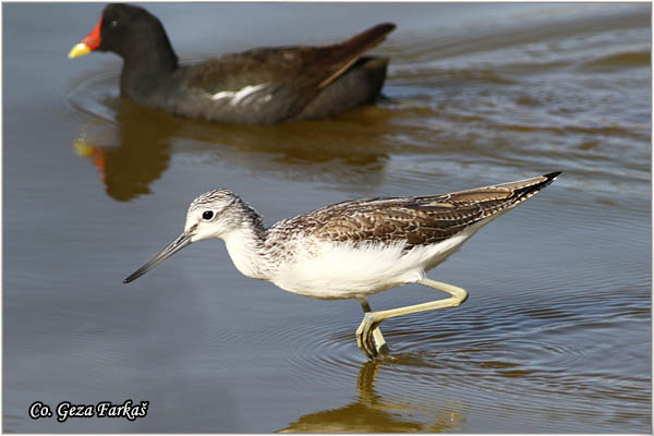 393_common_greenshank.jpg - Common Greenshank, Tringa nebularia,  Krivokljuni sprudnik, Mesto - Location: Gran Canaria, Spain