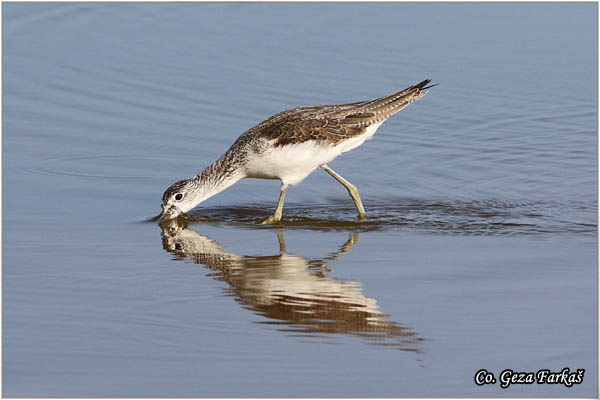 394_common_greenshank.jpg - Common Greenshank, Tringa nebularia,  Krivokljuni sprudnik, Mesto - Location: Gran Canaria, Spain