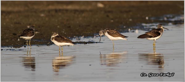 395_common_greenshank.jpg - Common Greenshank, Tringa nebularia,  Krivokljuni sprudnik, Mesto - Location: Rusanda, Serbia