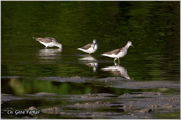 396_common_greenshank.jpg - Common Greenshank, Tringa nebularia,  Krivokljuni sprudnik, Mesto - Location: Gornje podunavlje, Serbia