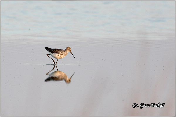 400_green_sandpiper.jpg - Green Sandpiper, Tringa ochropus, Sprudnik pijukavac,  Mesto - Location: Slano kopovo, Serbia