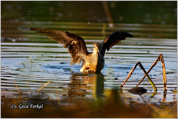 402_green_sandpiper.jpg - Green Sandpiper, Tringa ochropus, Sprudnik pijukavac, Location: Zrenjanin, Serbia