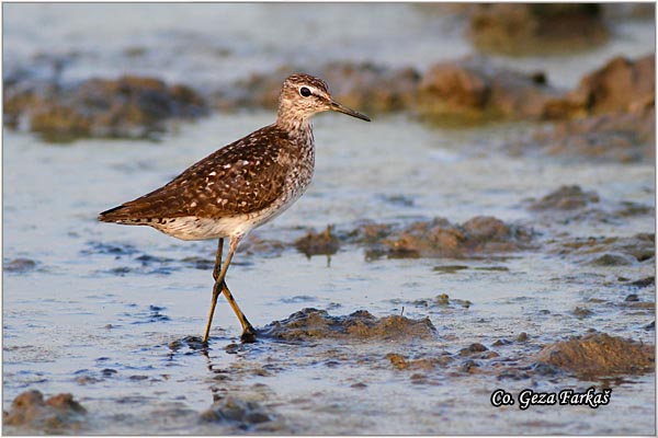 403_green_sandpiper.jpg - Green Sandpiper, Tringa ochropus, Sprudnik pijukavac, Location: Rusanda, Serbia