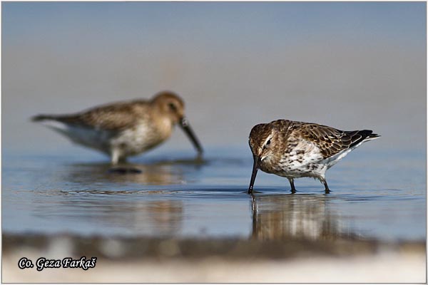 440_dunlin.jpg - Dunlin , Calidris alpina, Crnotrba sprutka, Mesto - Location: Rusanda, Serbia