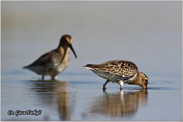 441_dunlin.jpg - Dunlin , Calidris alpina, Crnotrba sprutka, Mesto - Location: Rusanda, Serbia