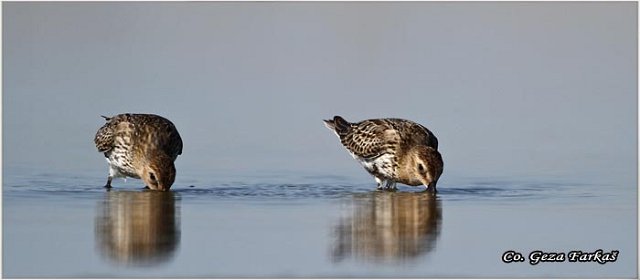 442_dunlin.jpg - Dunlin , Calidris alpina, Crnotrba sprutka, Mesto - Location: Rusanda, Serbia