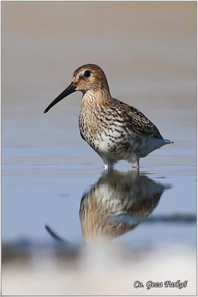 443_dunlin.jpg - Dunlin , Calidris alpina, Crnotrba sprutka, Mesto - Location: Rusanda, Serbia