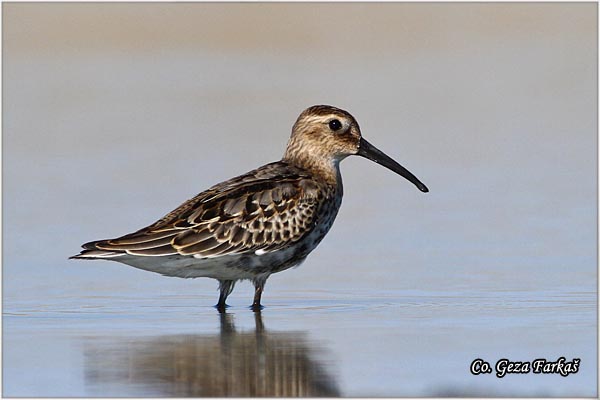 444_dunlin.jpg - Dunlin , Calidris alpina, Crnotrba sprutka, Mesto - Location: Rusanda, Serbia