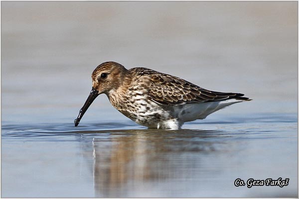 445_dunlin.jpg - Dunlin , Calidris alpina, Crnotrba sprutka, Mesto - Location: Rusanda, Serbia