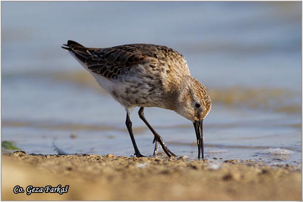 446_dunlin.jpg - Dunlin , Calidris alpina, Crnotrba sprutka, Mesto - Location: Rusanda, Serbia