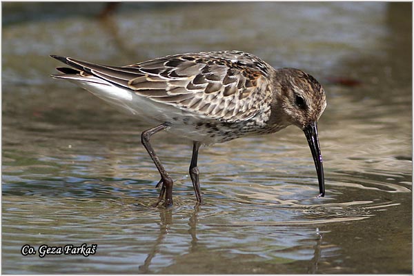 455_dunlin.jpg - Dunlin , Calidris alpina, Crnotrba sprutka, Mesto - Location: Skhiatos, Greece