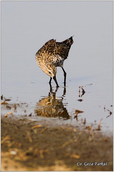 470_curlew_sandpiper.jpg - Curlew Sandpiper, Calidris ferruginea, Ridja sprutka, Location: Temerin, Serbia