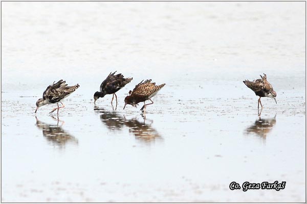 501_ruff.jpg - Ruff,  Philomachus pugnax,Sprudnik ubojica, Mesto - Location: Rusanda, Serbia