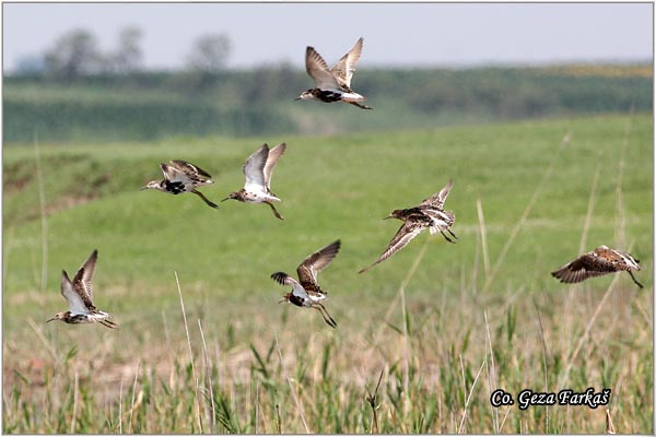 502_ruff.jpg - Ruff,  Philomachus pugnax,Sprudnik ubojica, Mesto - Location: Rusanda, Serbia