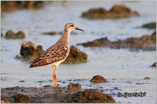 503_ruff.jpg - Ruff,  Philomachus pugnax,Sprudnik ubojica, Mesto - Location: Rusanda, Serbia