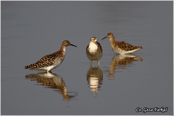 504_ruff.jpg - Ruff, Philomachus pugnax, Sprudnik ubojica, Mesto - Location: Rusanda, Serbia