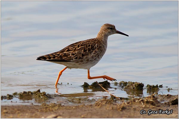 505_ruff.jpg - Ruff, Philomachus pugnax, Sprudnik ubojica, Mesto - Location: Rusanda, Serbia