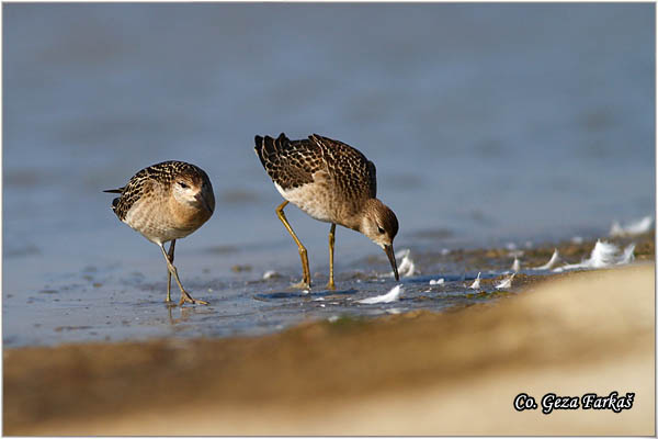 506_ruff.jpg - Ruff,  Philomachus pugnax,Sprudnik ubojica, Mesto - Location: Rusanda, Serbia