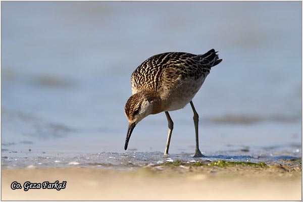 507_ruff.jpg - Ruff,  Philomachus pugnax,Sprudnik ubojica, Mesto - Location: Rusanda, Serbia